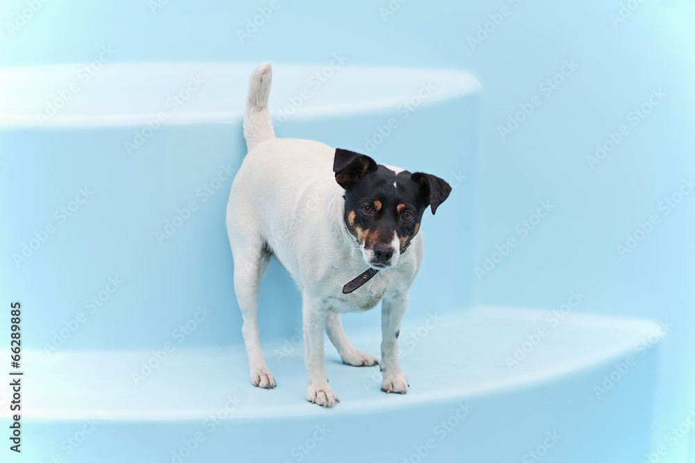 Jack Russell Terrier dog on beach in swimmingpool.