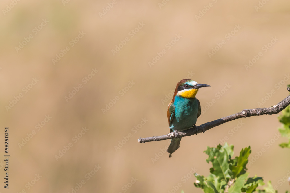 portrait of bee-eater portrait of bee-eater