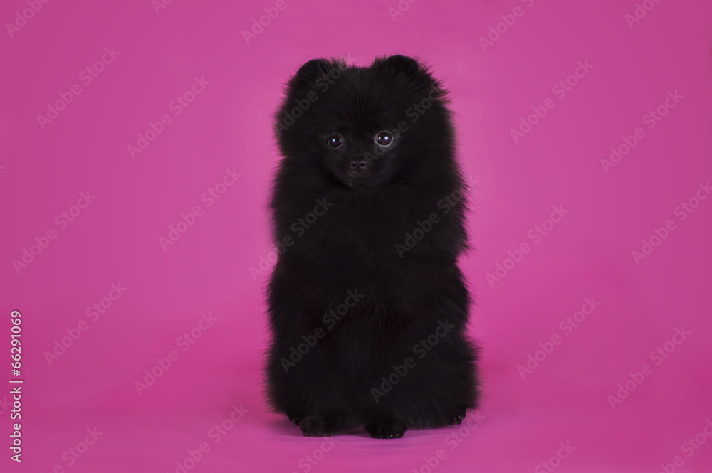 Black Pomeranian on a pink background Black Pomeranian on a pink background