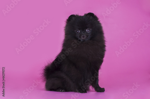Black Pomeranian on a pink background