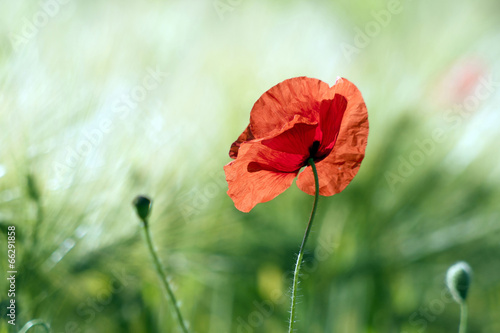 Fototapeta Naklejka Na Ścianę i Meble -  wild poppy flower