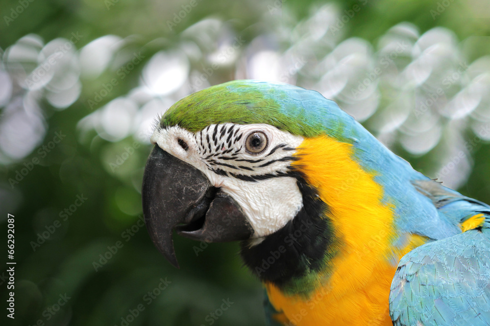 Beautiful Blue and Gold Macaw