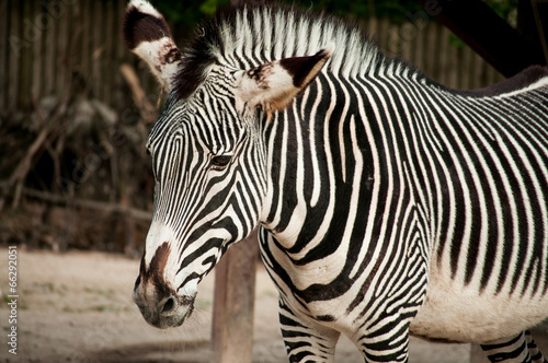 Fototapeta Naklejka Na Ścianę i Meble -  Zebra in Lisbon Zoo