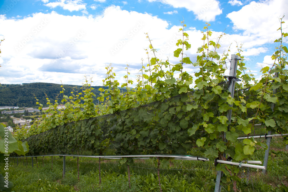 Weinberge im baden-württemberg Weinberge im baden-württemberg