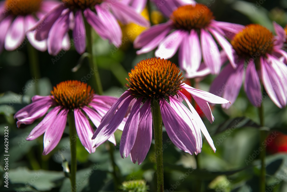 Obraz premium Rudbeckias