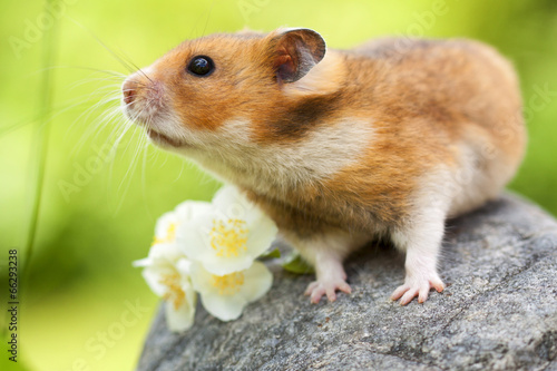 Cute Hamster (Syrian Hamster) on a stone.