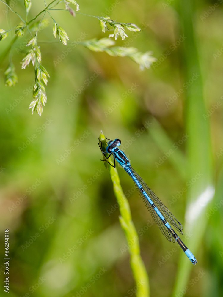blaue Libelle im Gras - Becherjungfer - 2 blaue Libelle im Gras - Becherjungfer - 2