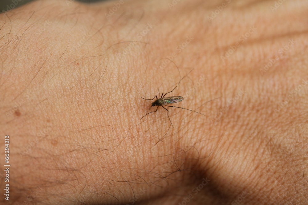 Obraz premium bad mosquito stings a man's arm