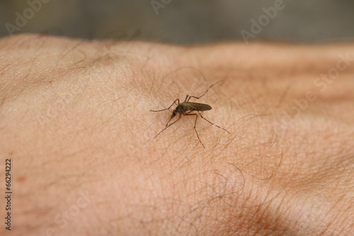 mosquito sucks blood from the arm of a man