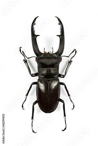 Male stag-beetle isolated on white background