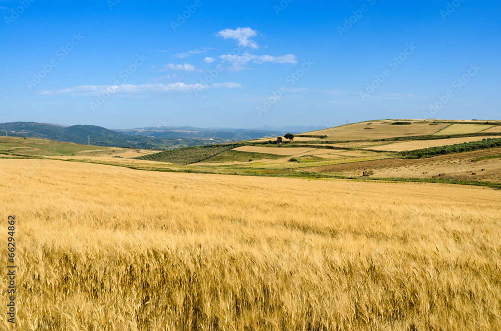 Sardegna, campi di grano in Trexenta