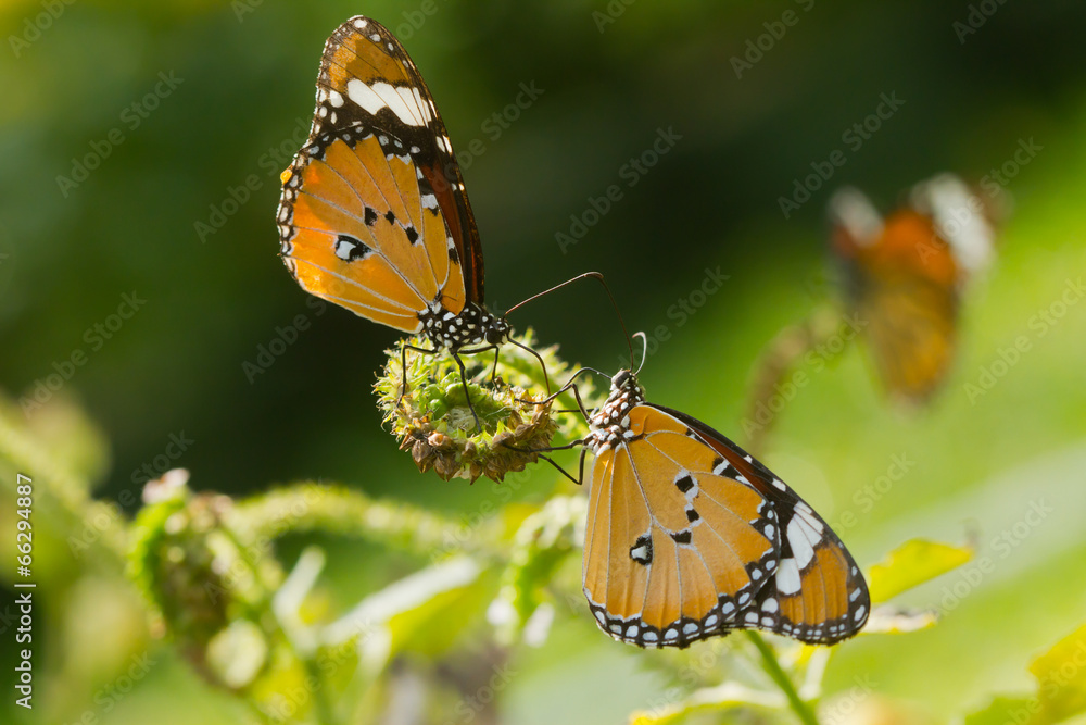 Beautiful butterfly on green background. Beautiful butterfly on green background.