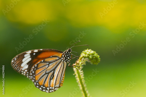Beautiful butterfly on green background.