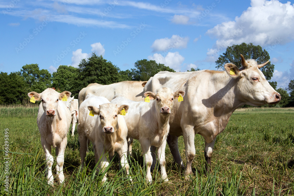 Glückliche Kälber auf der Weide