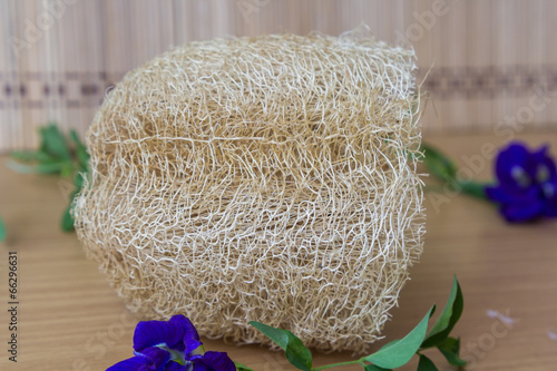 Obraz na płótnie Natural Luffa Sponge