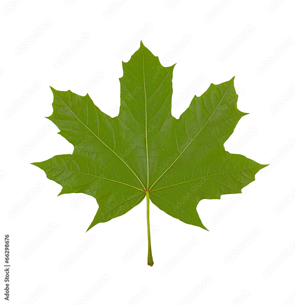 maple leaf on white background, macro photo, maple leaf on white background, macro photo,
