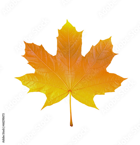 maple leaf on white background  macro photo 