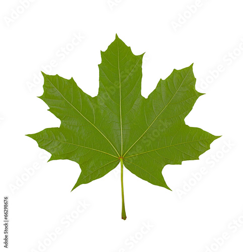 maple leaf on white background, macro photo,