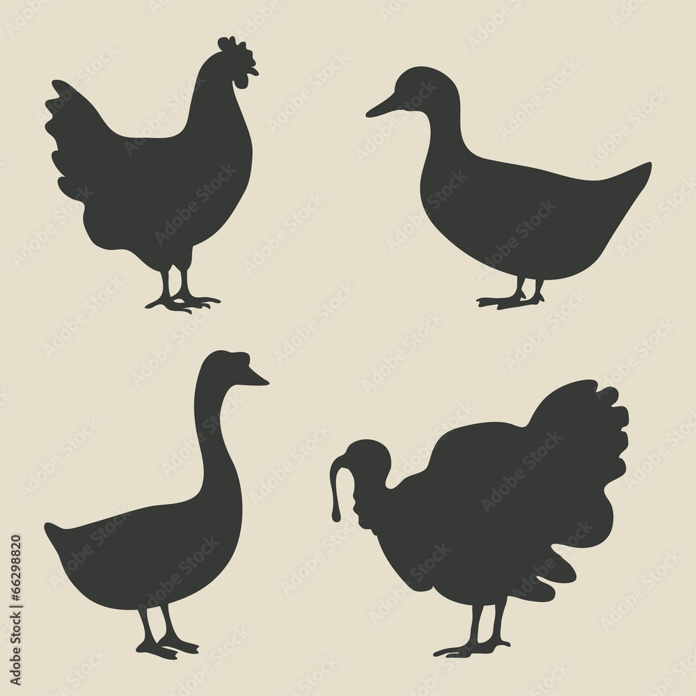 domestic fowl icon