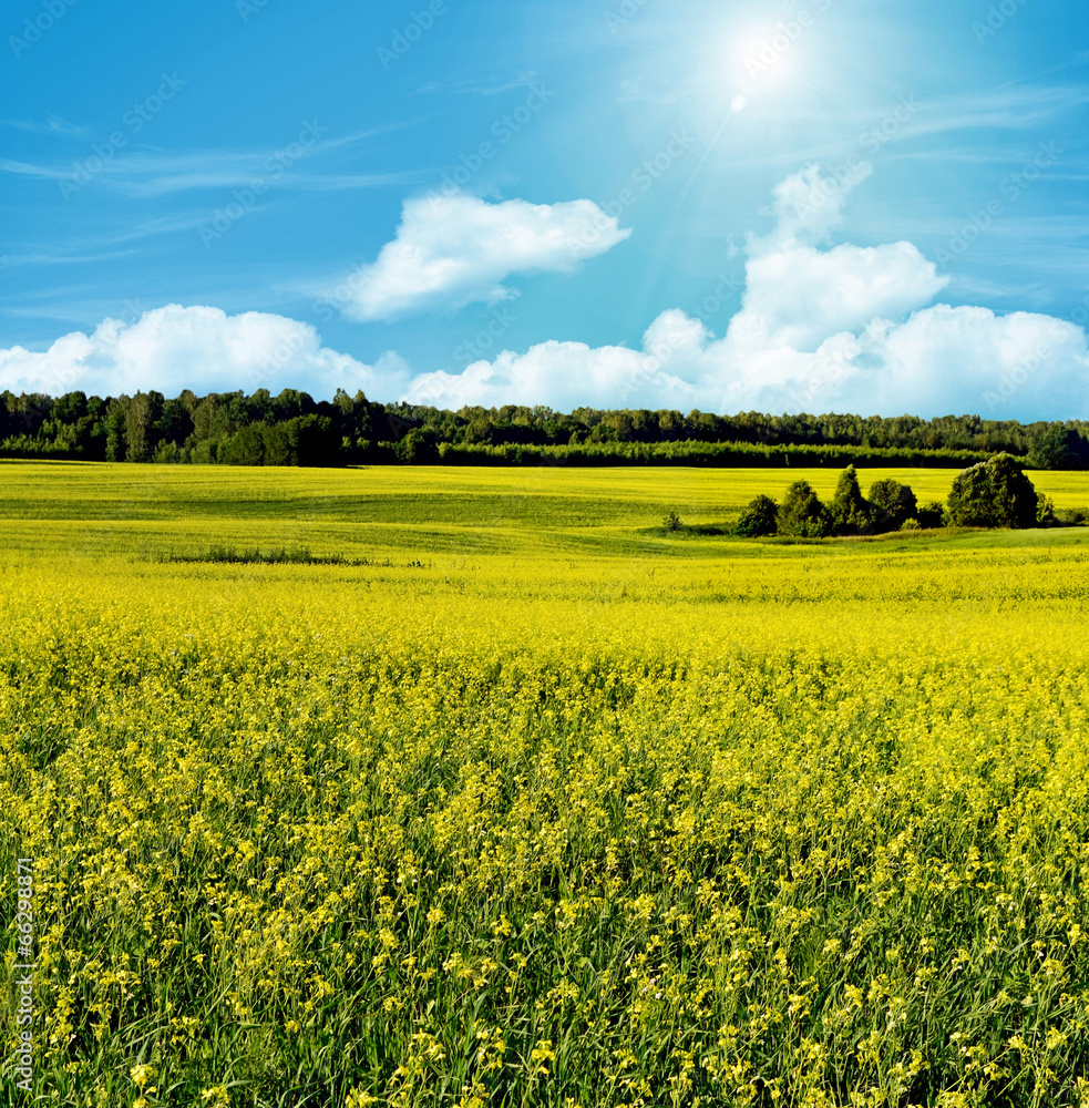 Yellow rapeseed field and blue sky, a beautiful spring landscape
