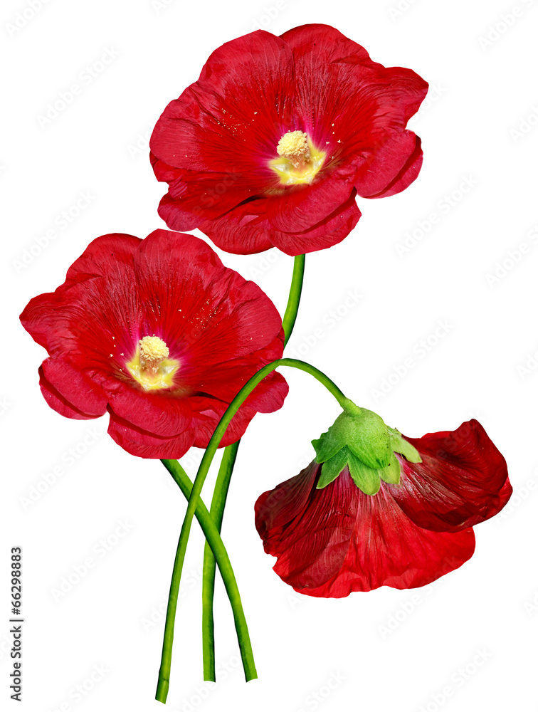 Flowers bells isolated on white background Flowers bells isolated on white background