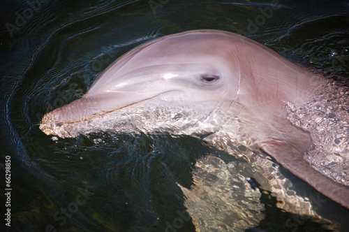Foto Bottlenose dolphin