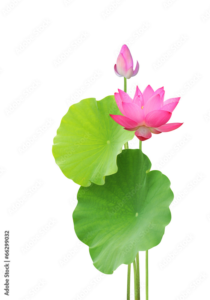 lotus flower and leaves isolated on white background