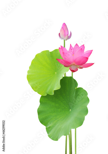 Obraz na płótnie lotus flower and leaves isolated on white background w salonie