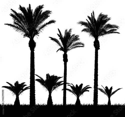 Palm Trees Vector Set