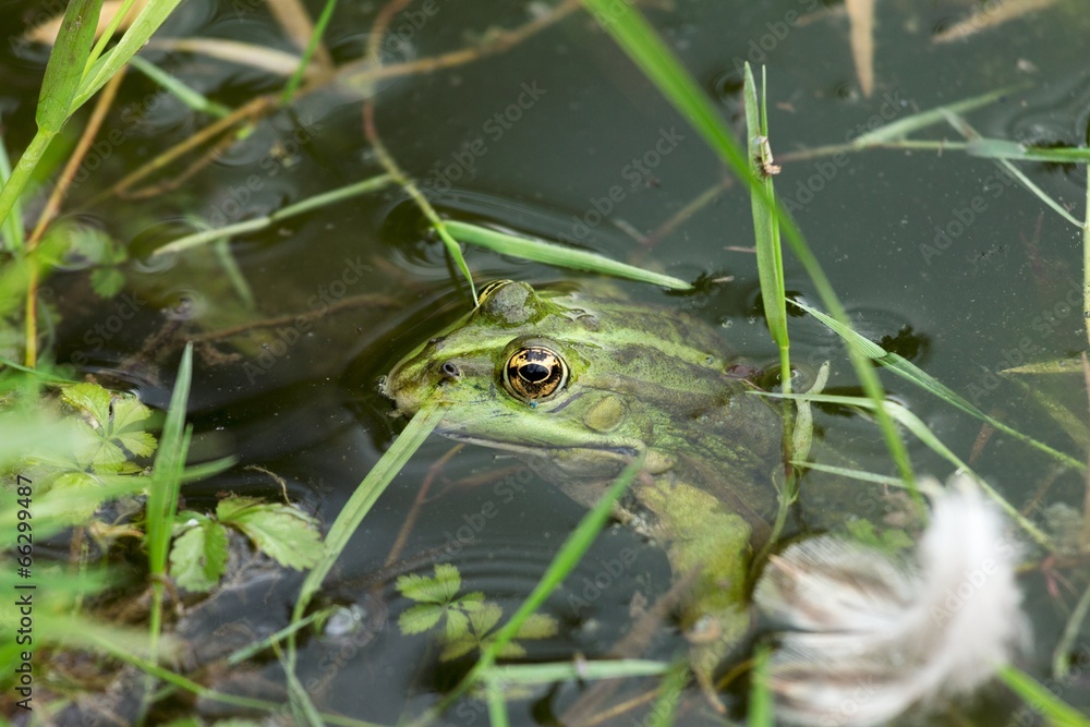 frog frog