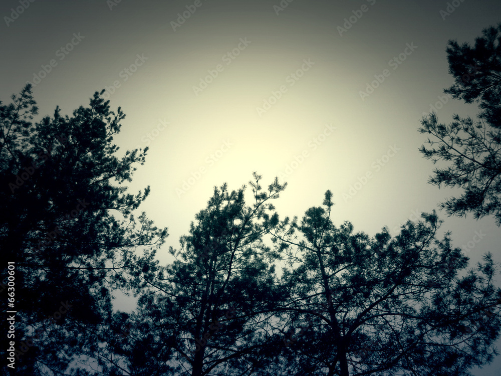 Fototapeta premium Pine Branch