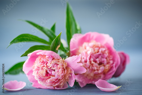 peonies