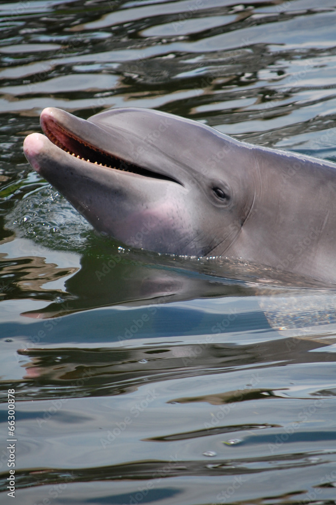 Fototapeta premium bottlenose dolphin
