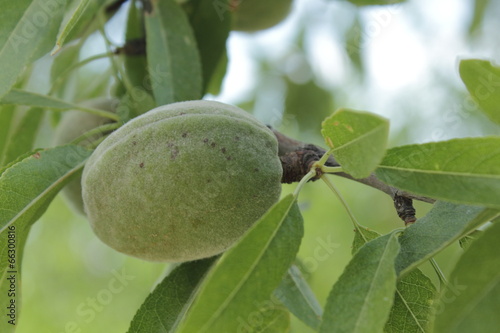 amande sur l'arbre photo