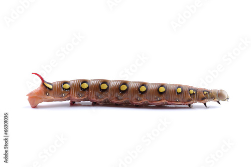 Caterpillar of Bedstraw Hawk-Moth isolated on white photo