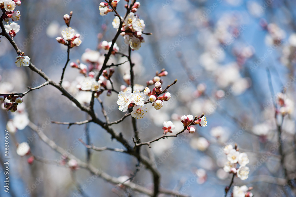 Apricot tree flower