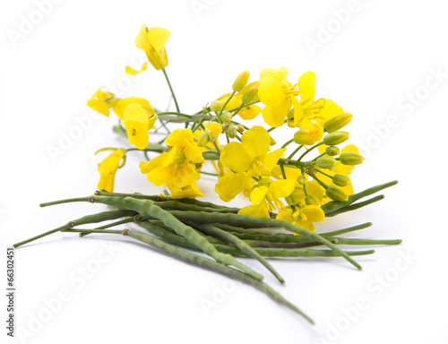 Rape flower on white background #66302451