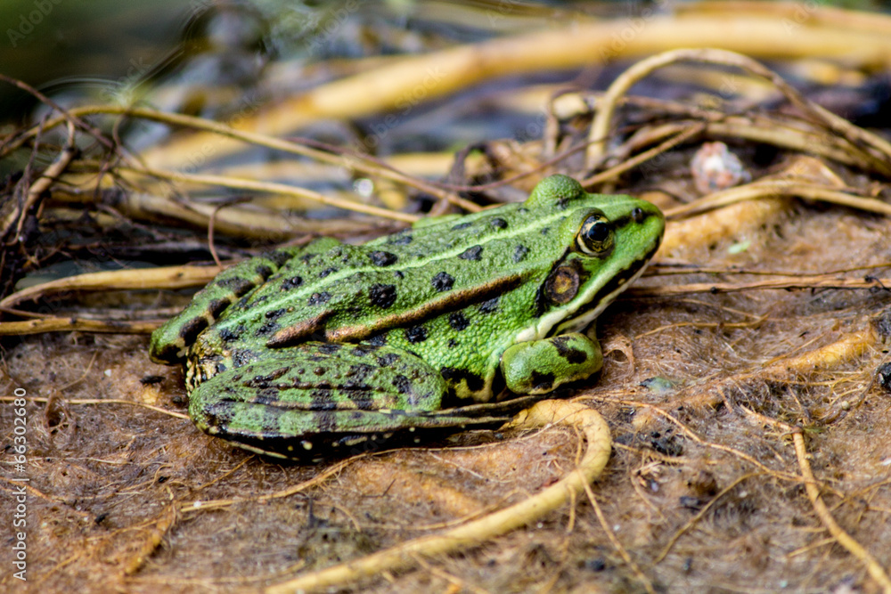 Wasserfrosch (Teichfrosch) Wasserfrosch (Teichfrosch)