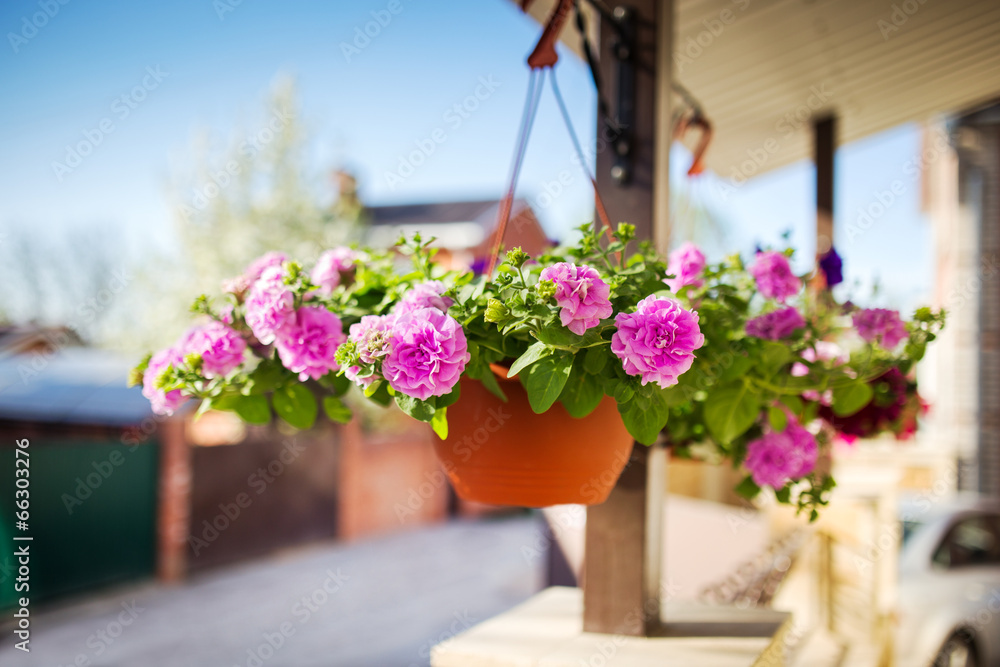 Flower pot dangling from the roof of the house