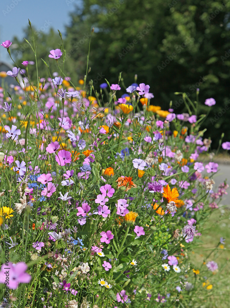 Fototapeta premium gazon fleuri de coreopsis