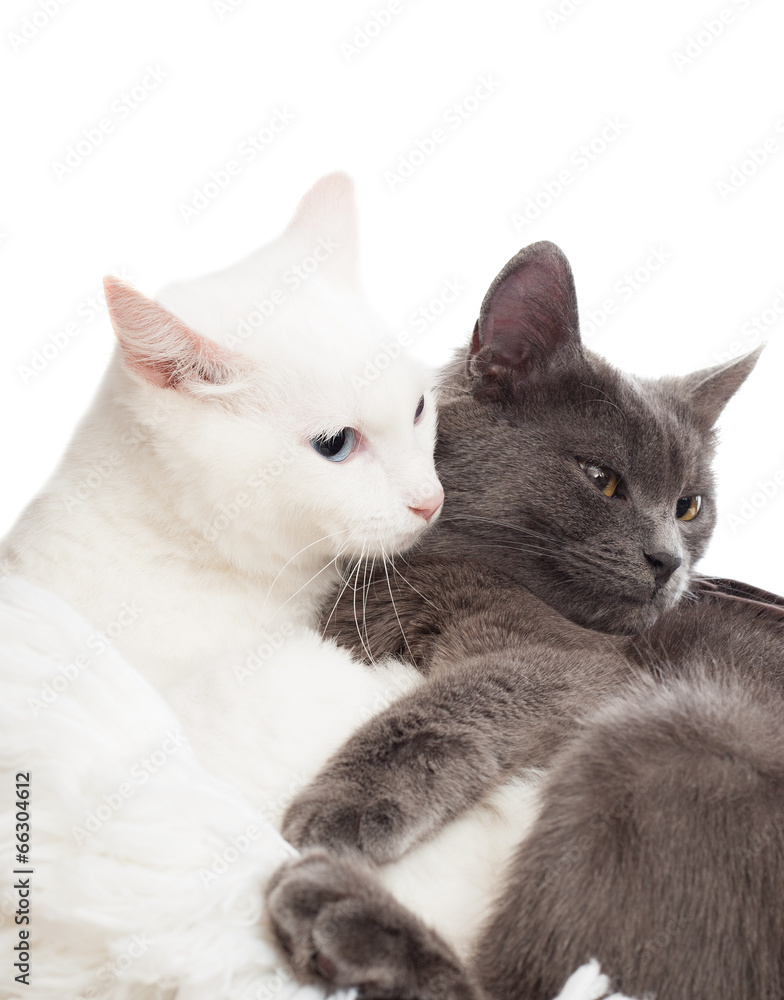 gray and white cats on a white background isolated