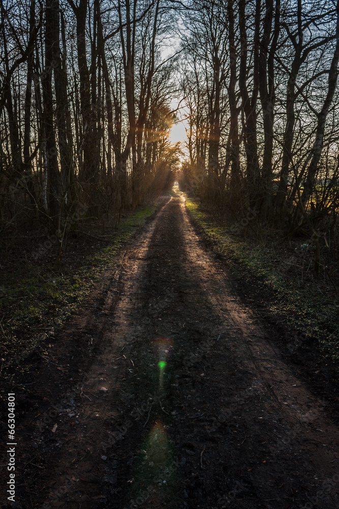 Obraz premium Pfad im Wald