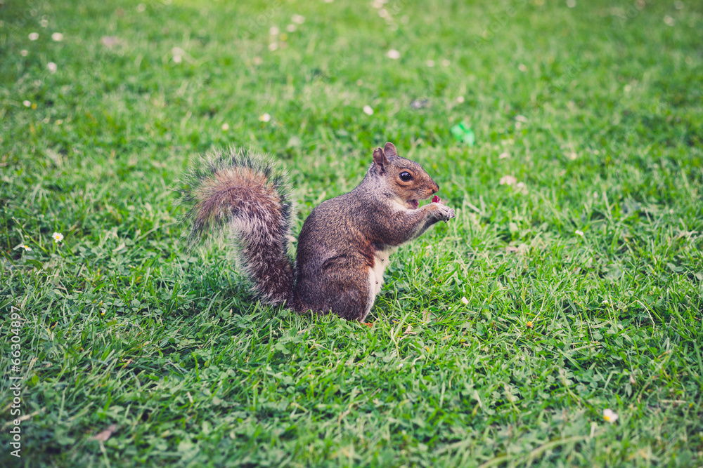 Squirrel on the grass Squirrel on the grass