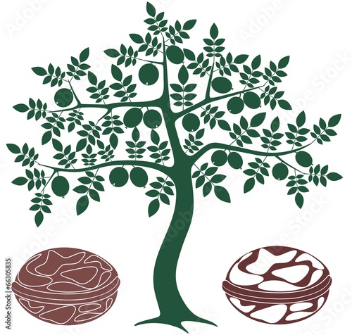Walnut tree