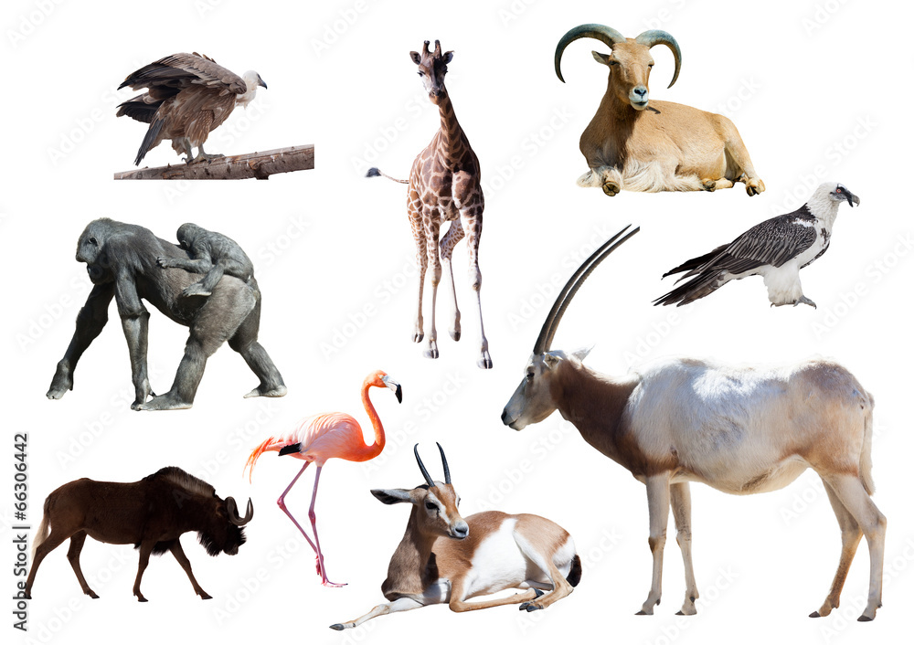 Obraz Oryx Scimitar and other African animals