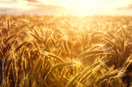 Wheat crops towards the setting sun