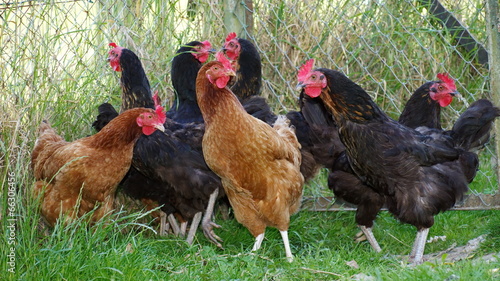 poules photo