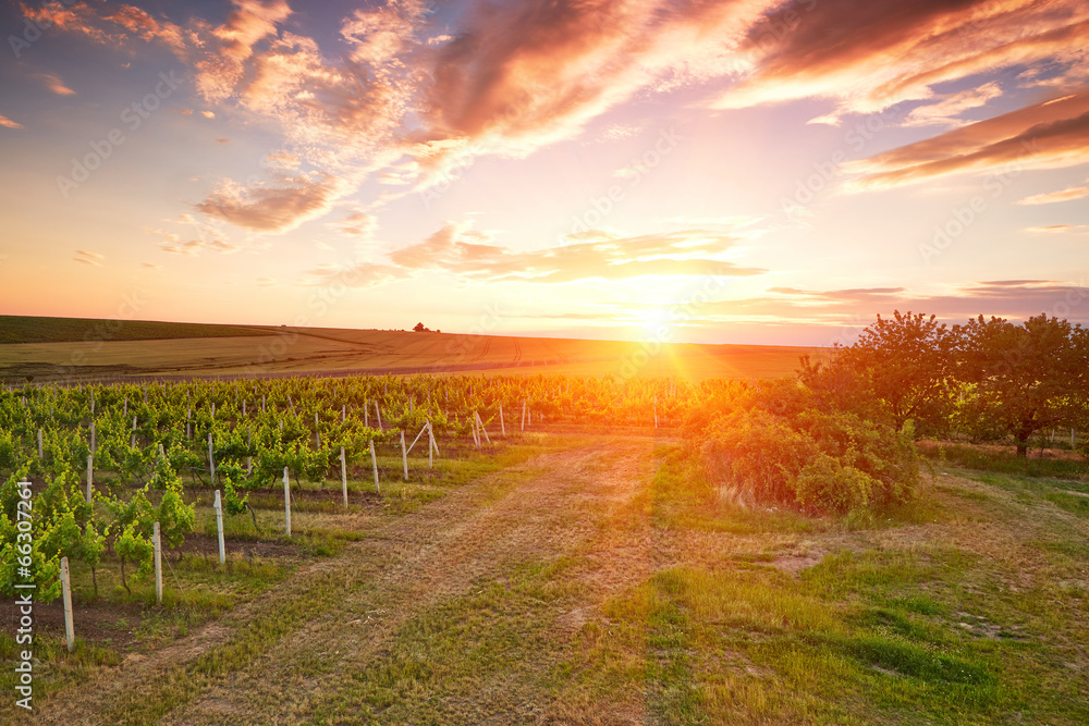 Evening view of the vineyards Evening view of the vineyards