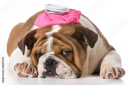 Fototapeta Naklejka Na Ścianę i Meble -  sick puppy