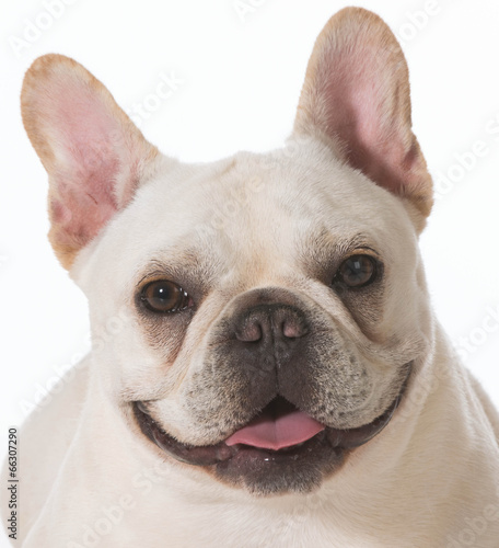 french bulldog